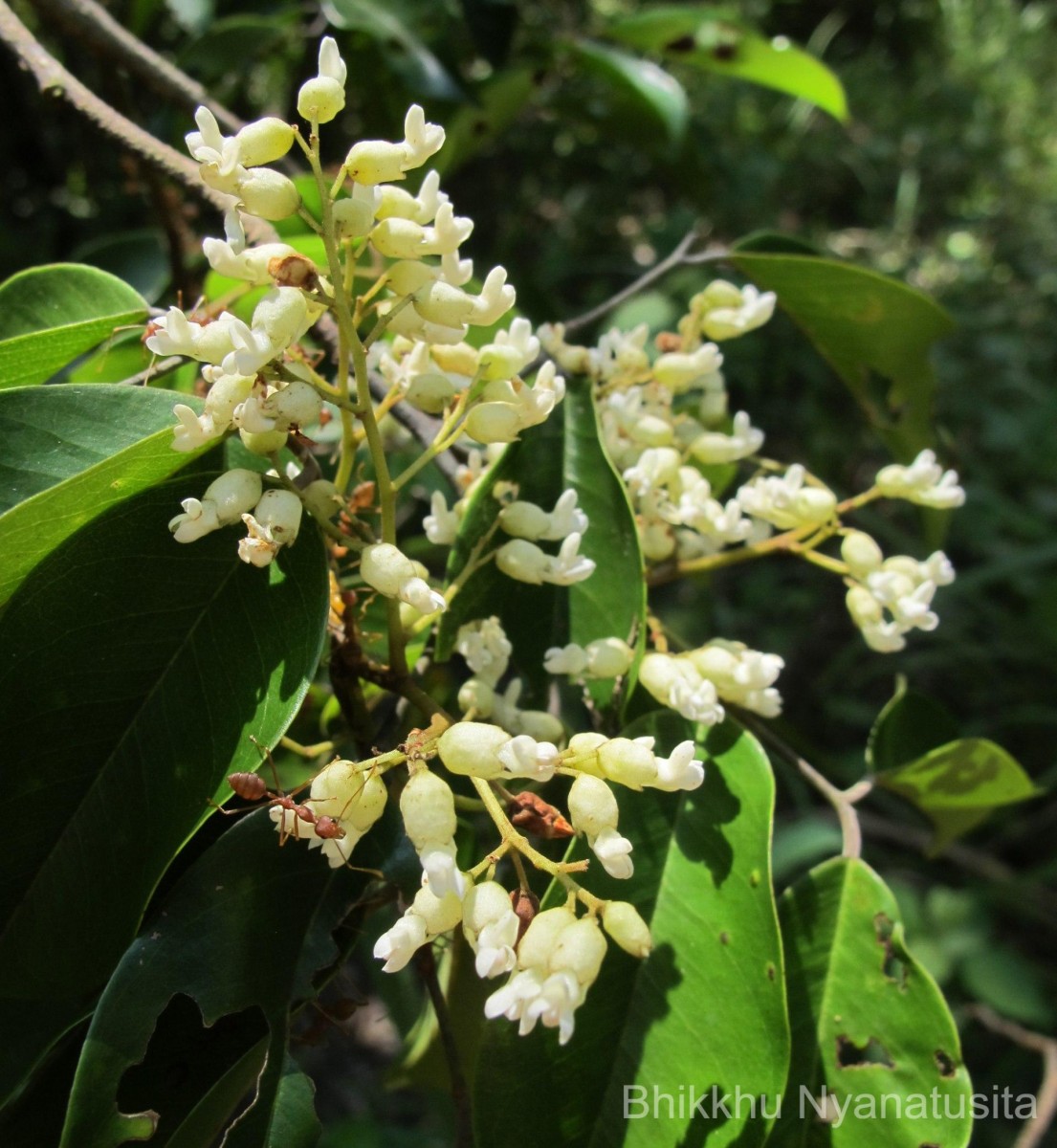 Dalbergia rostrata Hassk.